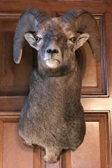 mount, taxidermy