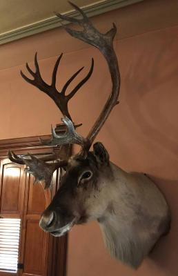 mount, taxidermy